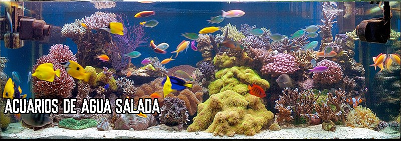 acuarios de agua salada